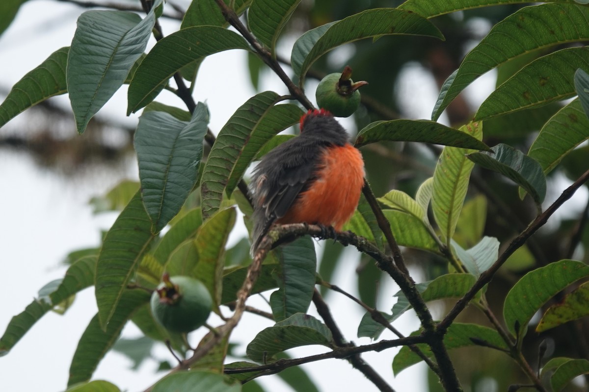 Brujo Flycatcher - ML637238933