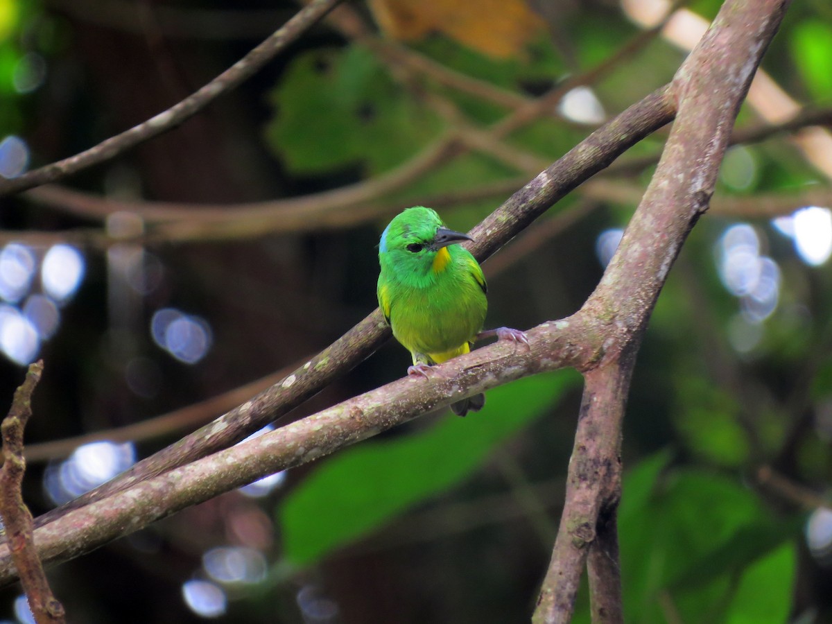 Green Shrike-Vireo - ML637238960