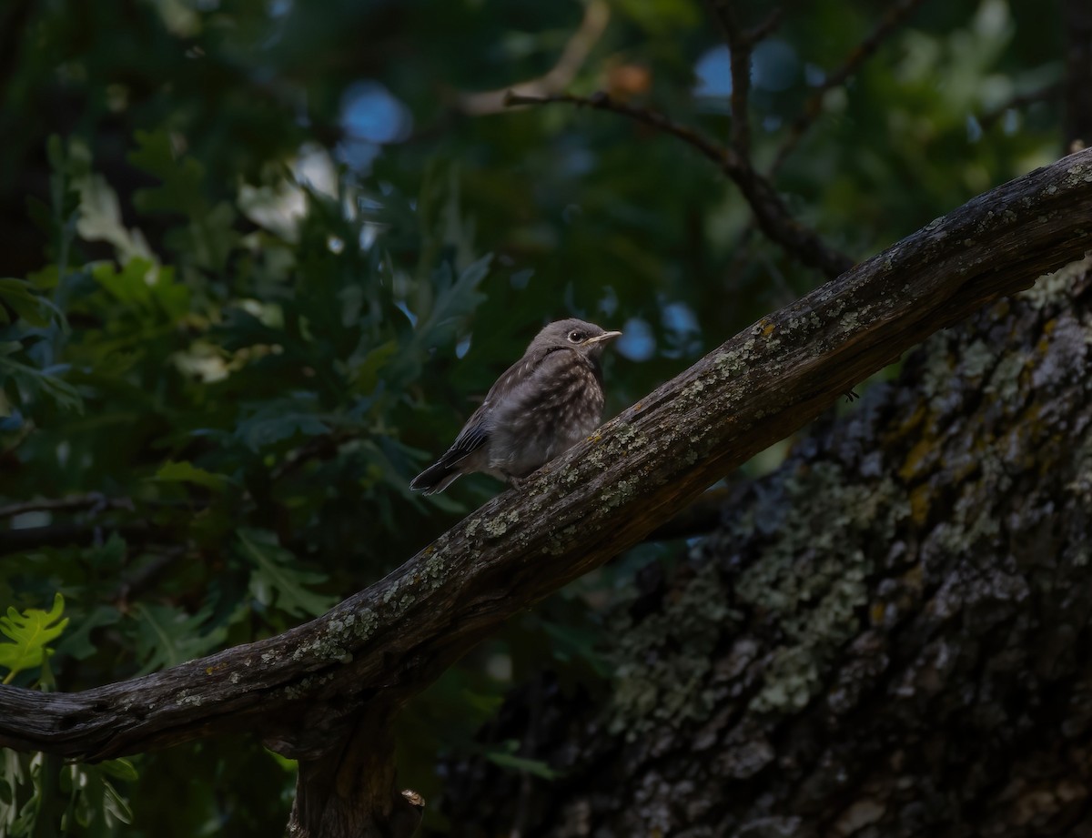 Western Bluebird - ML637238987