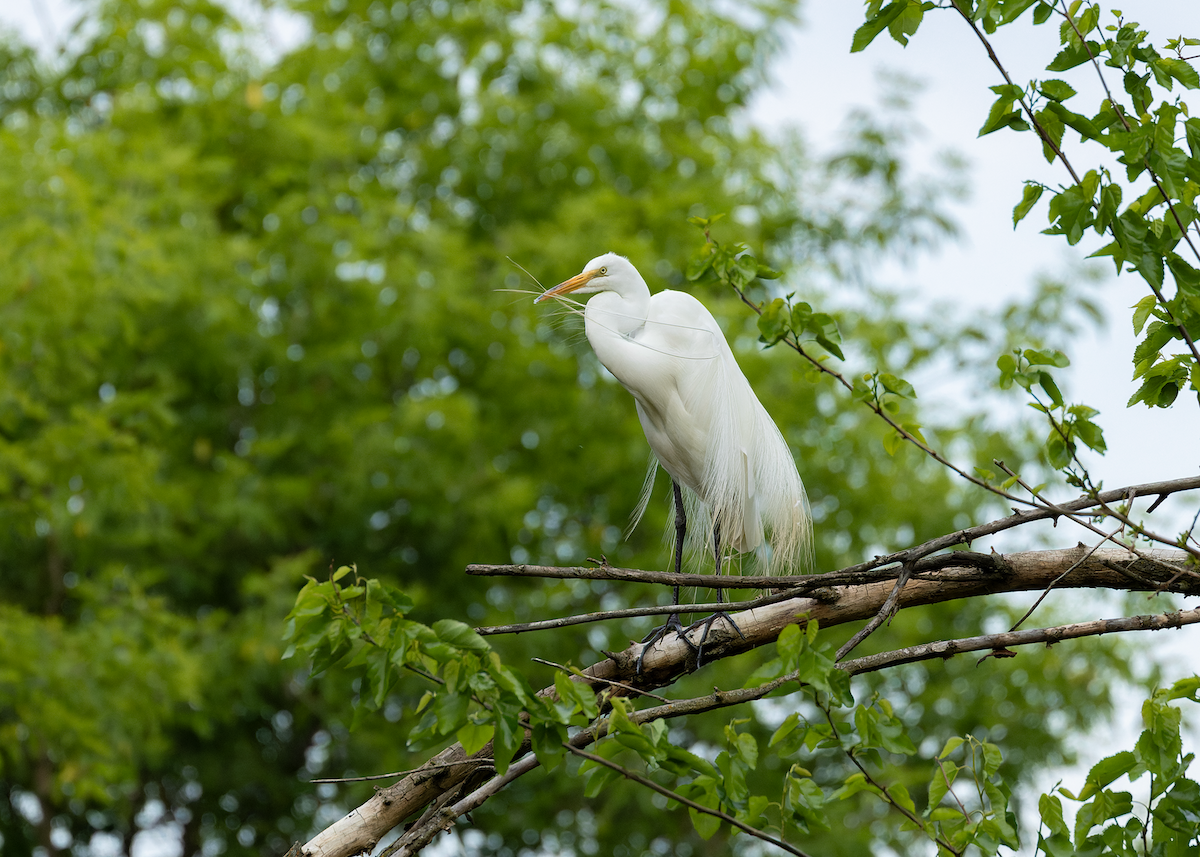 Great Egret - ML637238999