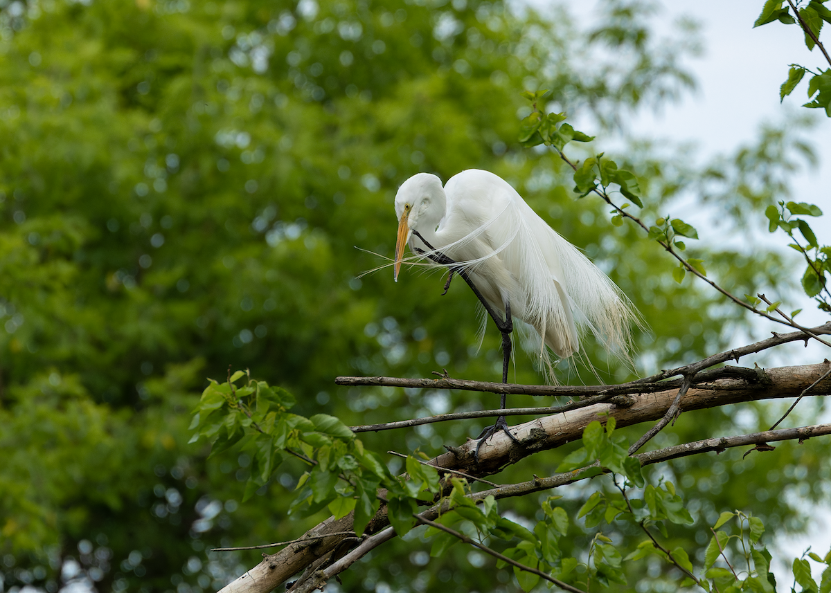 Great Egret - ML637239000
