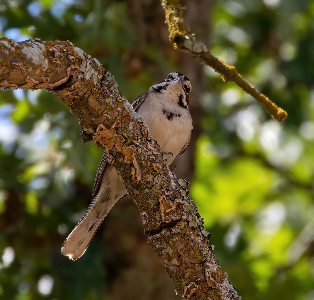 Lark Sparrow - ML637239122