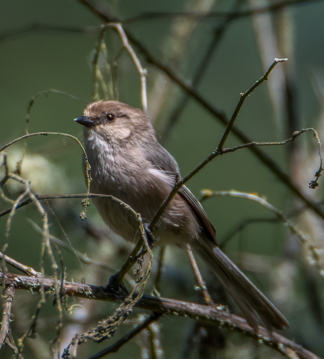 Bushtit - ML637239229