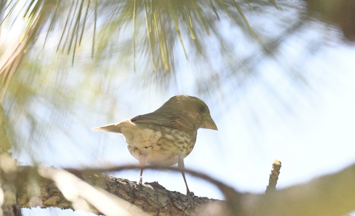 Purple/Cassin's Finch - ML637239372