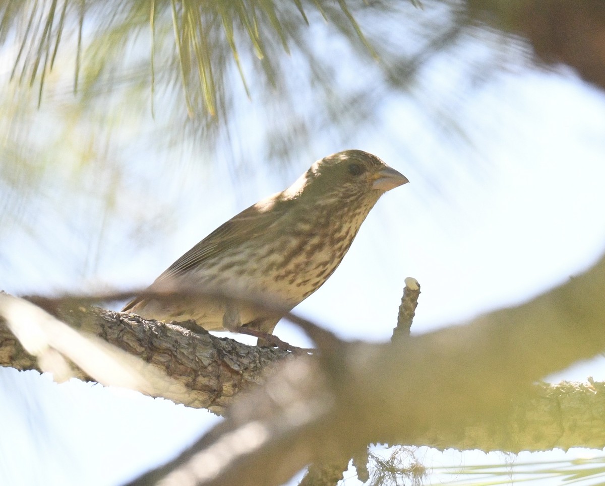 Purple/Cassin's Finch - ML637239373