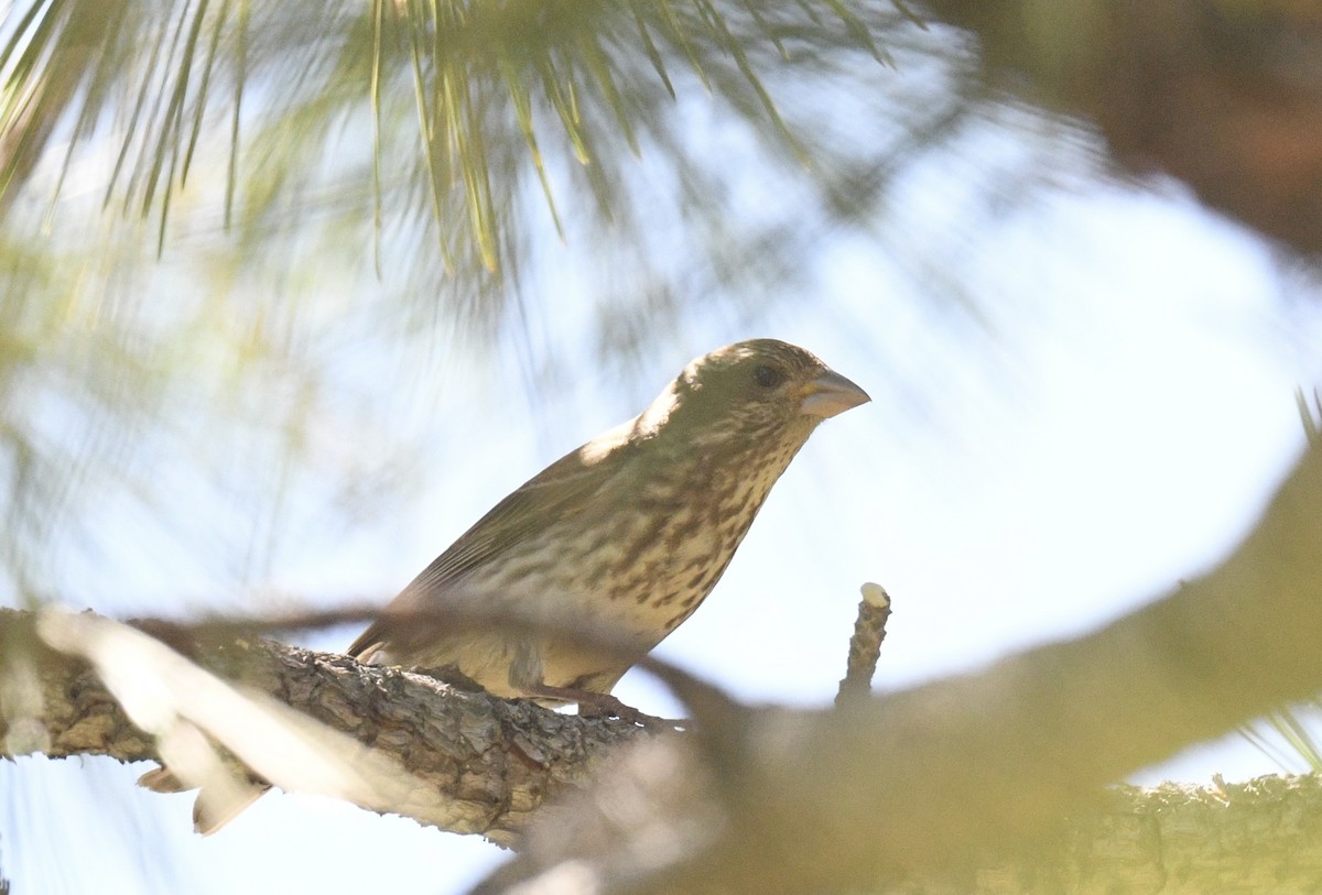 Purple/Cassin's Finch - ML637239374