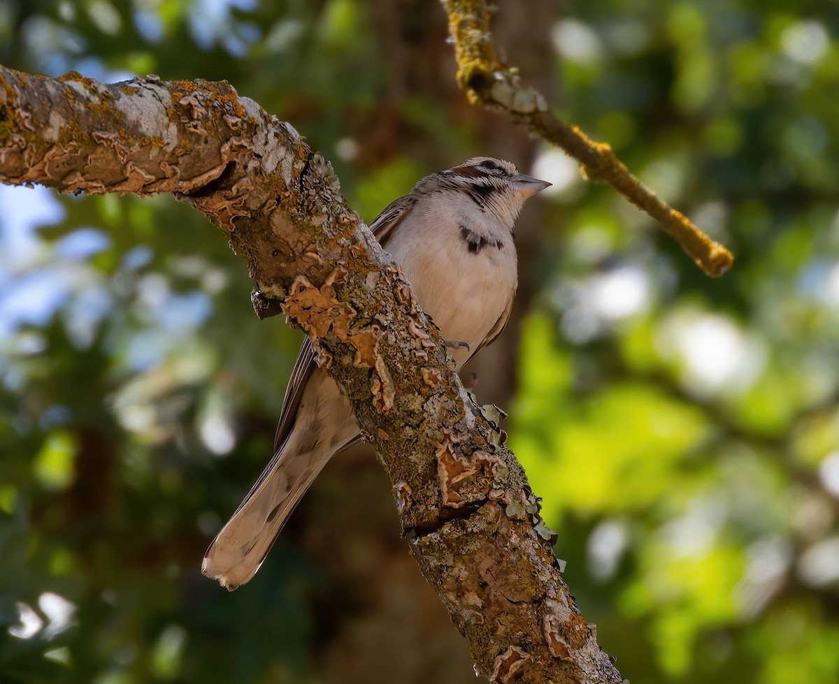 Lark Sparrow - ML637239489