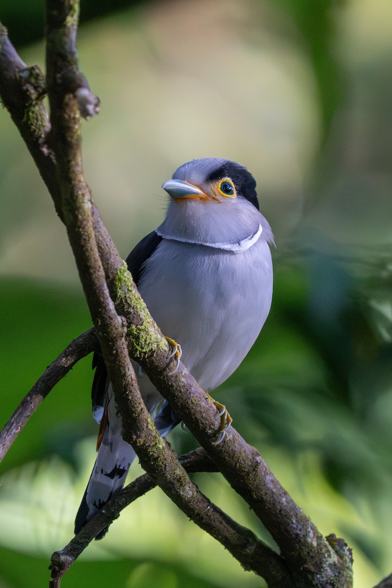 Silver-breasted Broadbill - ML637239506