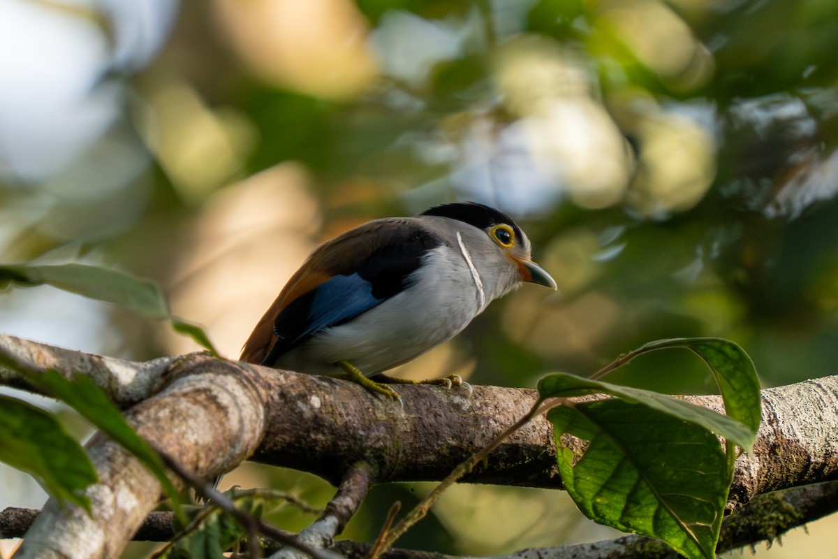 Silver-breasted Broadbill - ML637239513