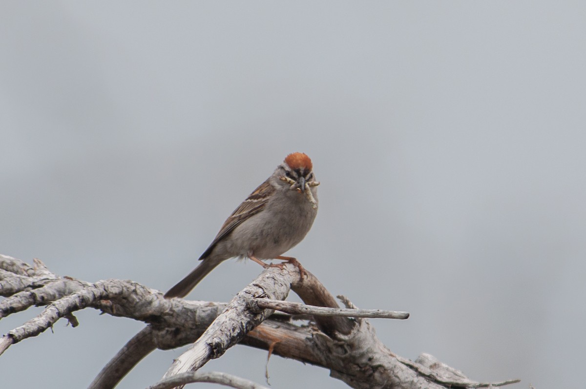 Chipping Sparrow - ML637239536