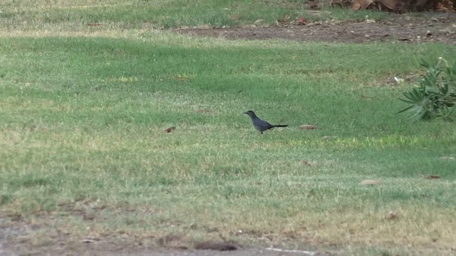 Gray Catbird - ML637239587