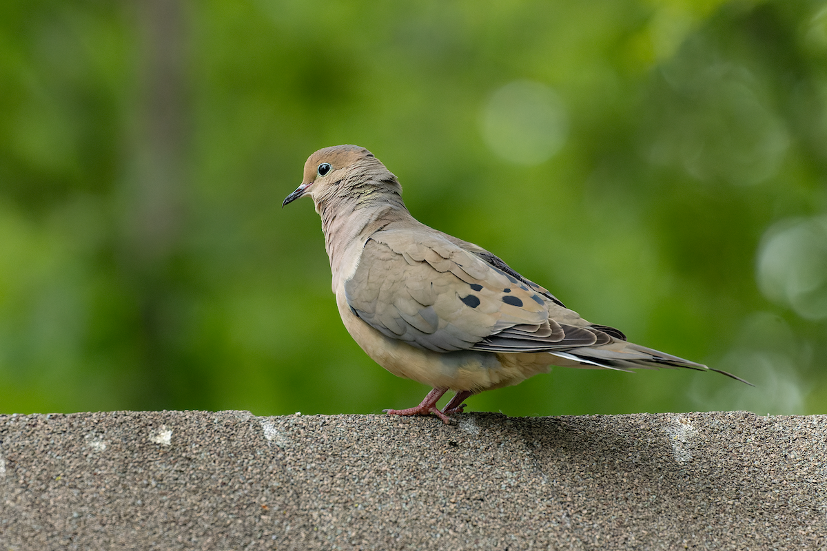 Mourning Dove - ML637239644