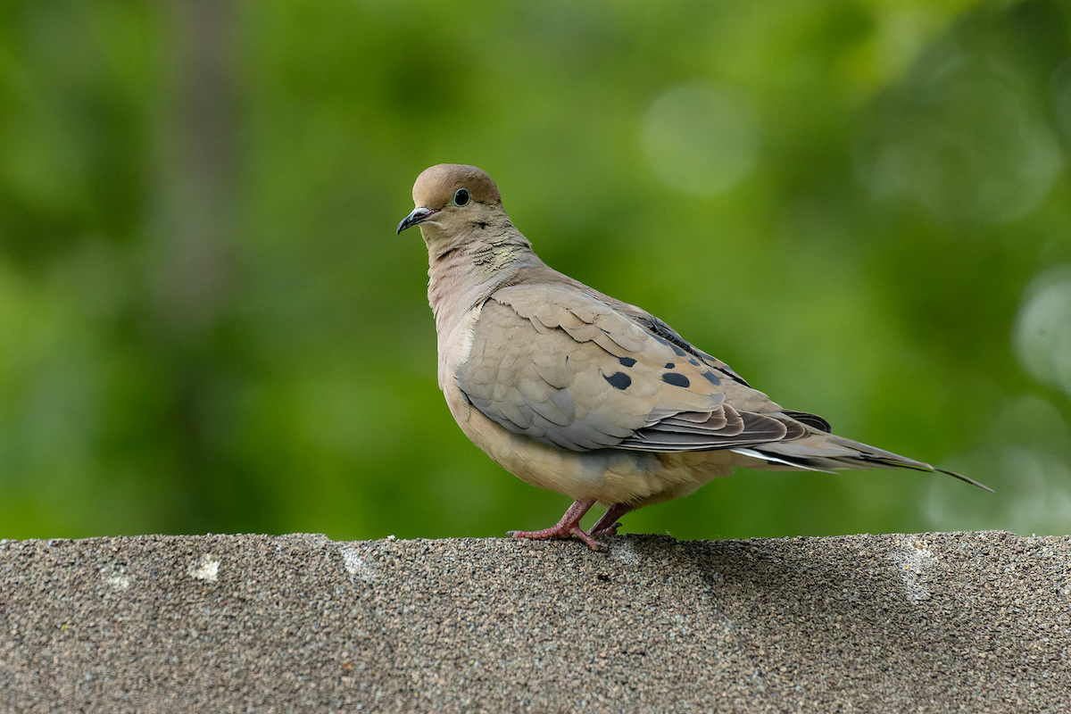 Mourning Dove - ML637239645
