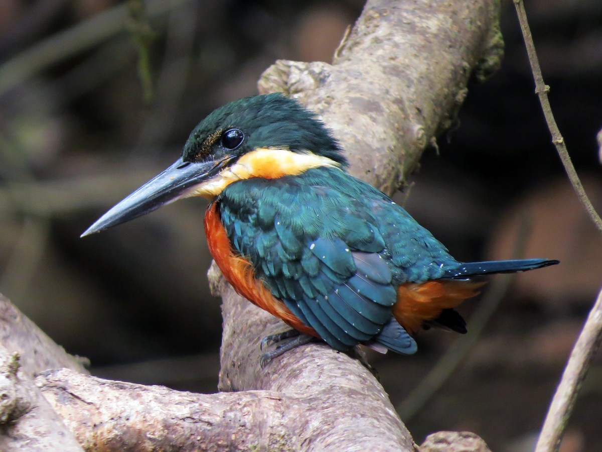 Green-and-rufous Kingfisher - ML637239727