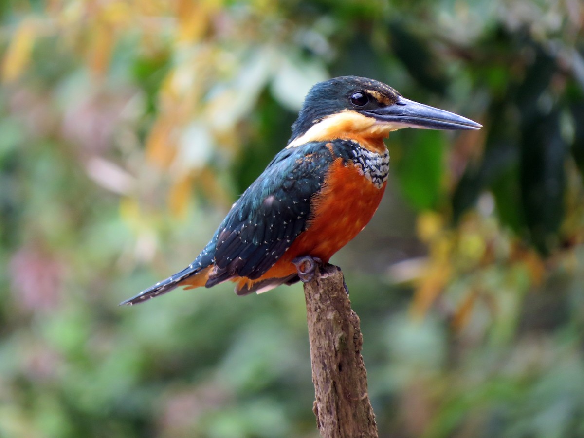 Green-and-rufous Kingfisher - ML637239766