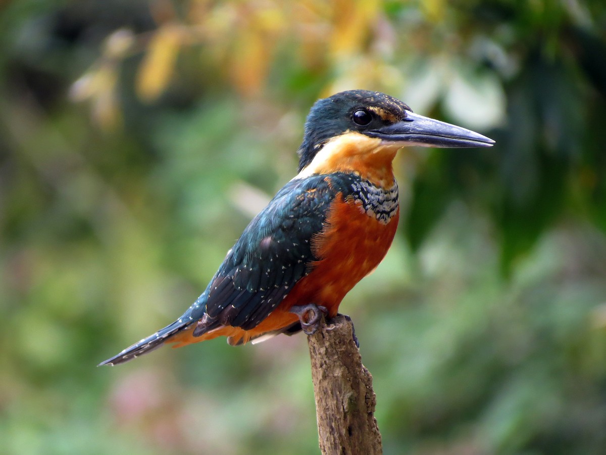 Green-and-rufous Kingfisher - ML637239767