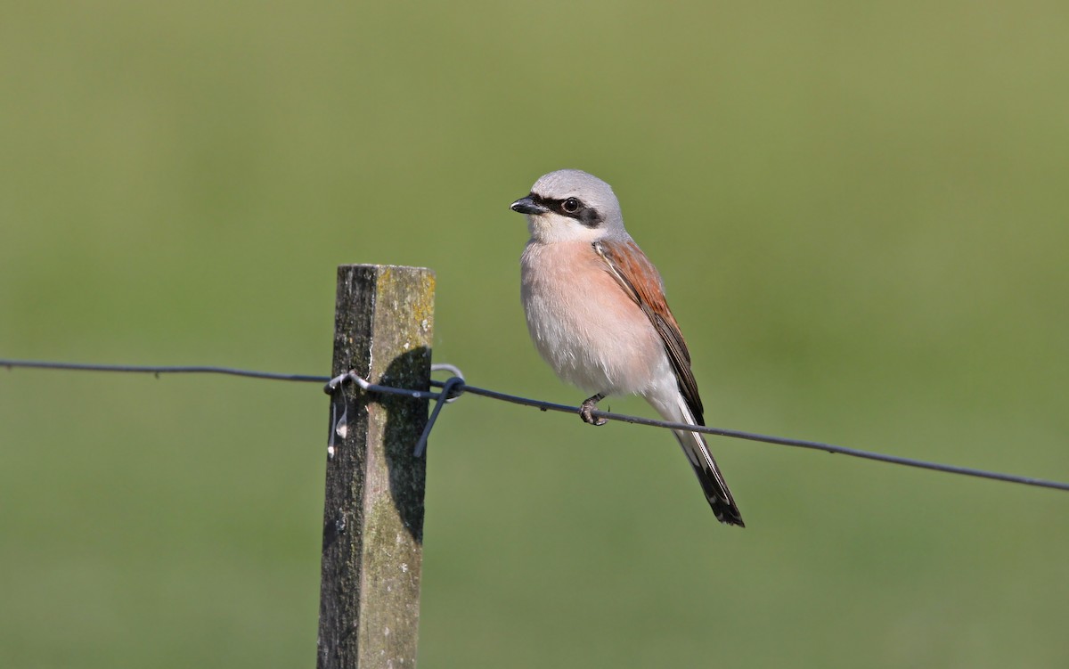 Red-backed Shrike - Christoph Moning
