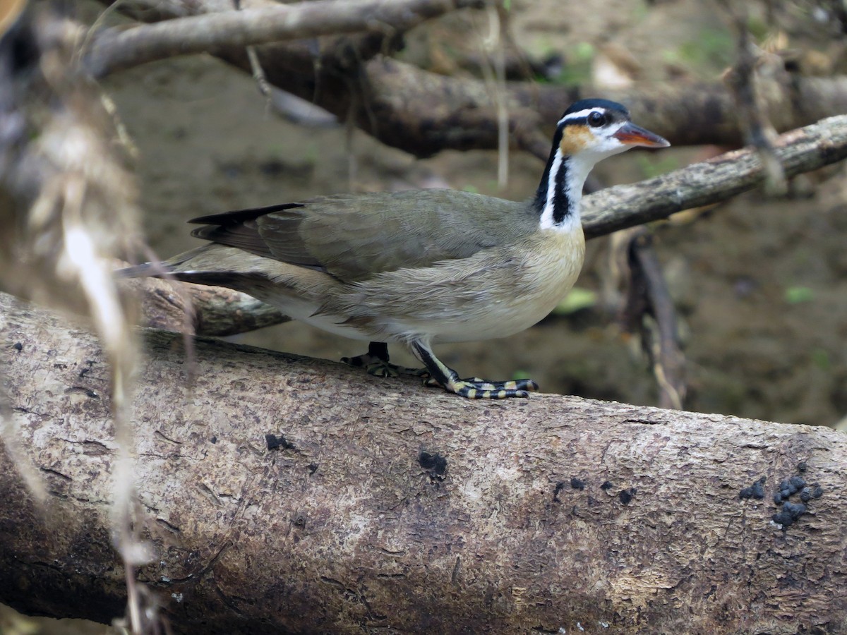 Sungrebe - ML637239861
