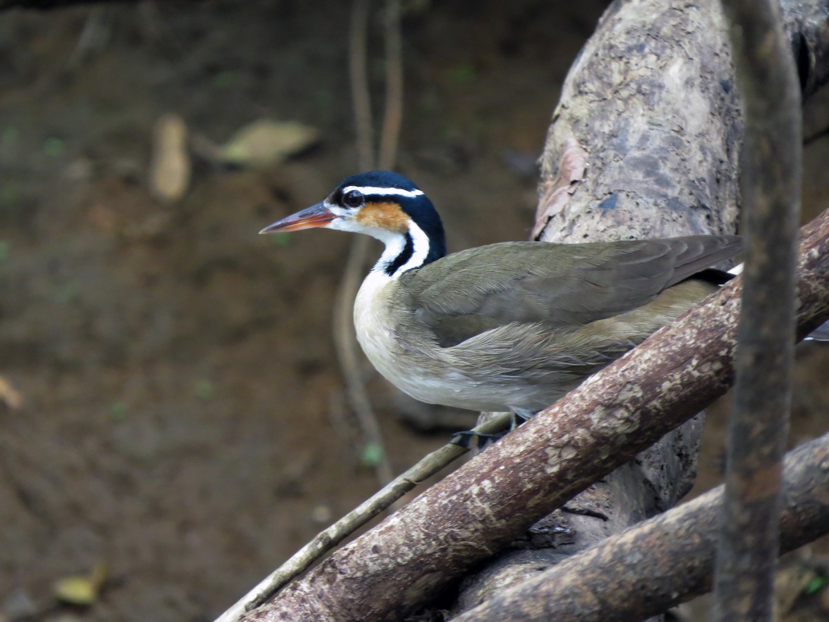 Sungrebe - ML637239877