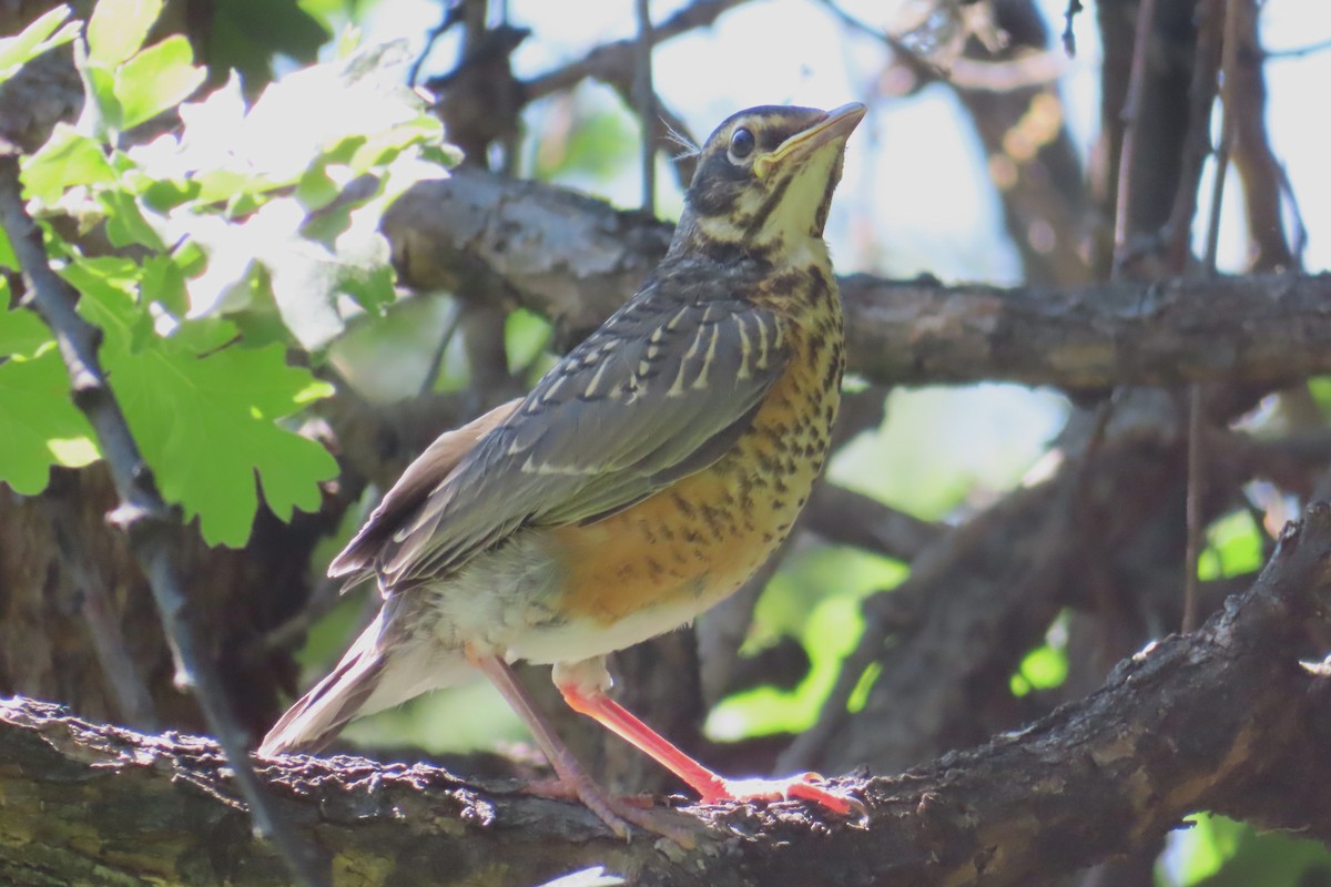 コマツグミ - ML637239901