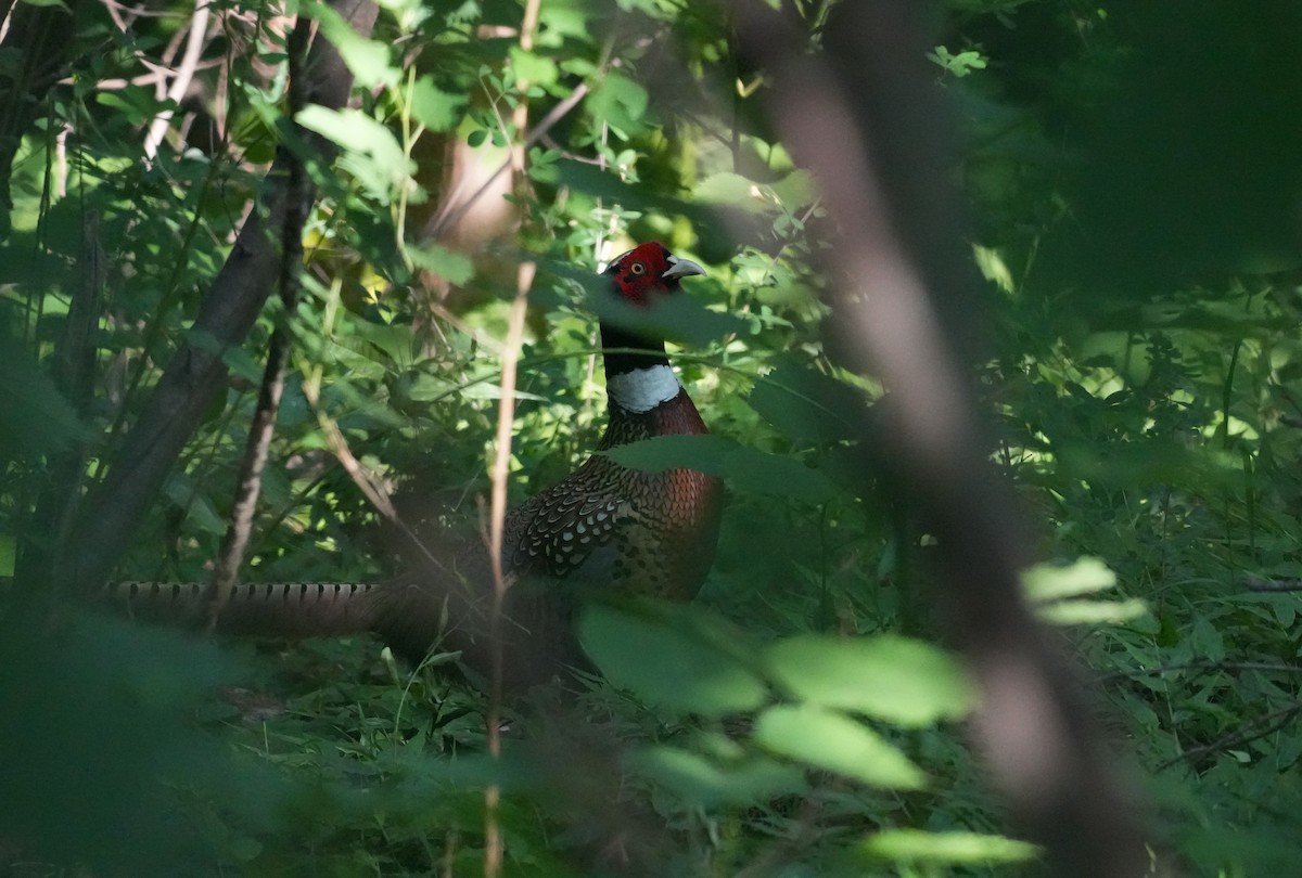 Ring-necked Pheasant - ML637239907