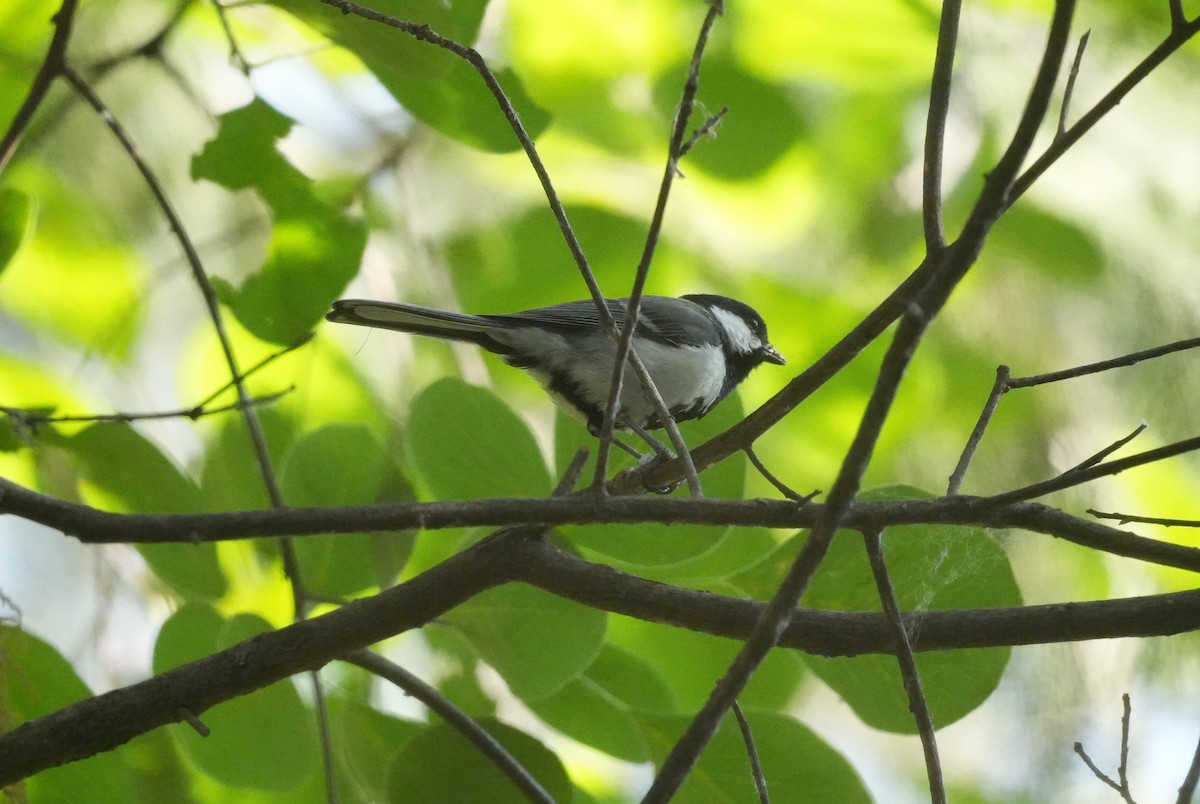 Asian Tit - ML637239925