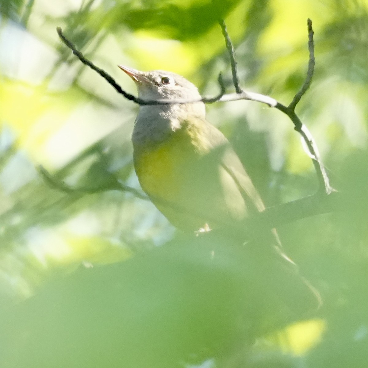 Connecticut Warbler - ML637240038
