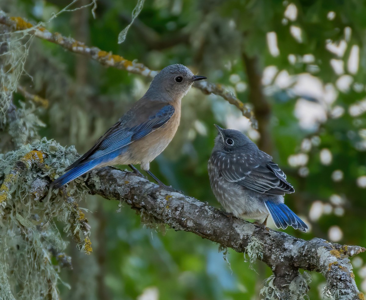 Western Bluebird - ML637240046