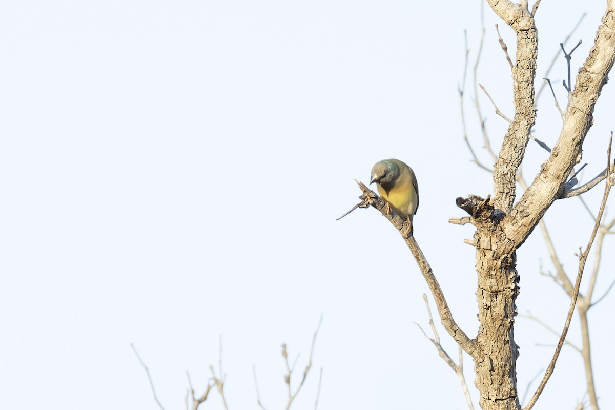 Gouldian Finch - ML637240050