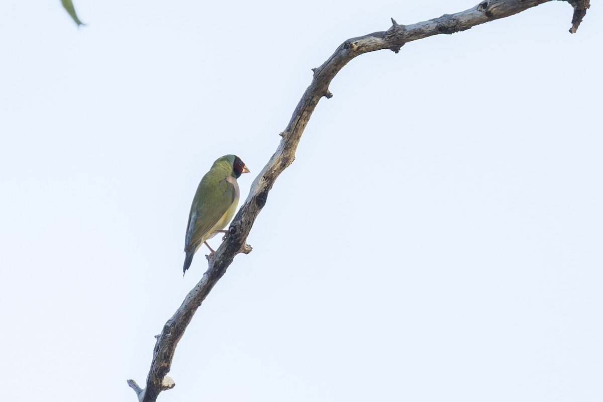 Gouldian Finch - ML637240051