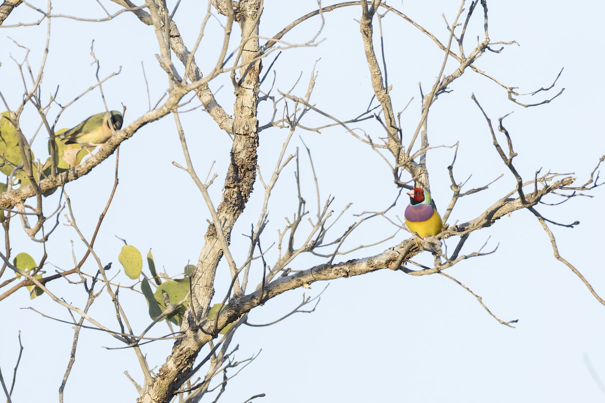 Gouldian Finch - ML637240053