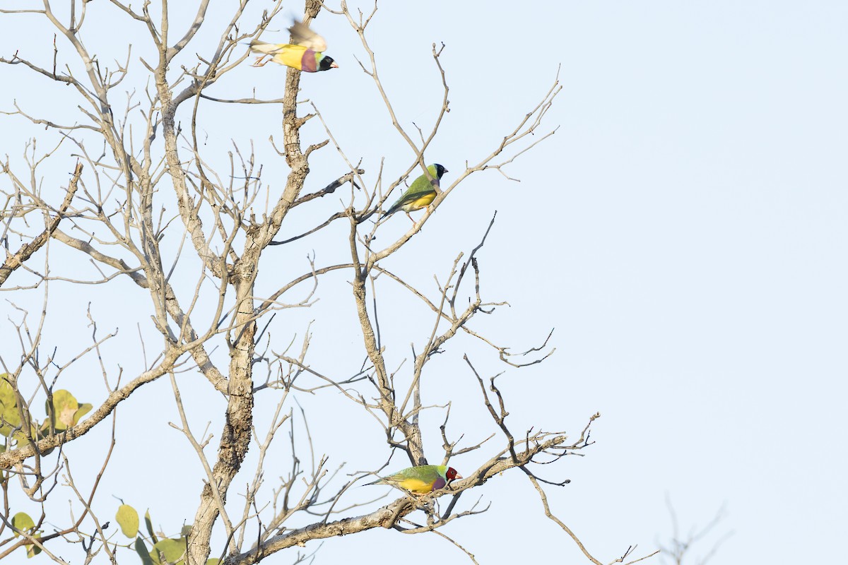 Gouldian Finch - ML637240055