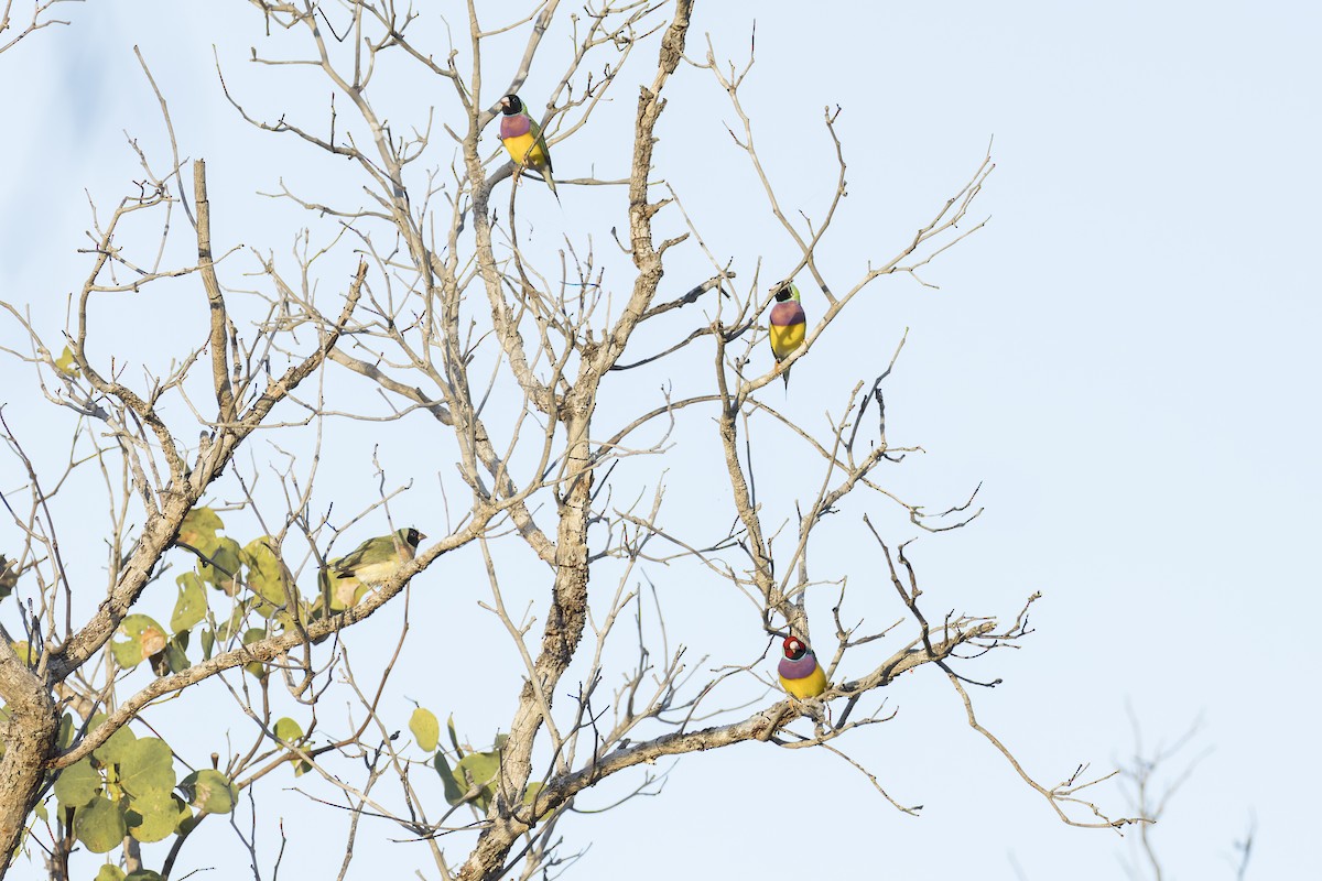 Gouldian Finch - ML637240056