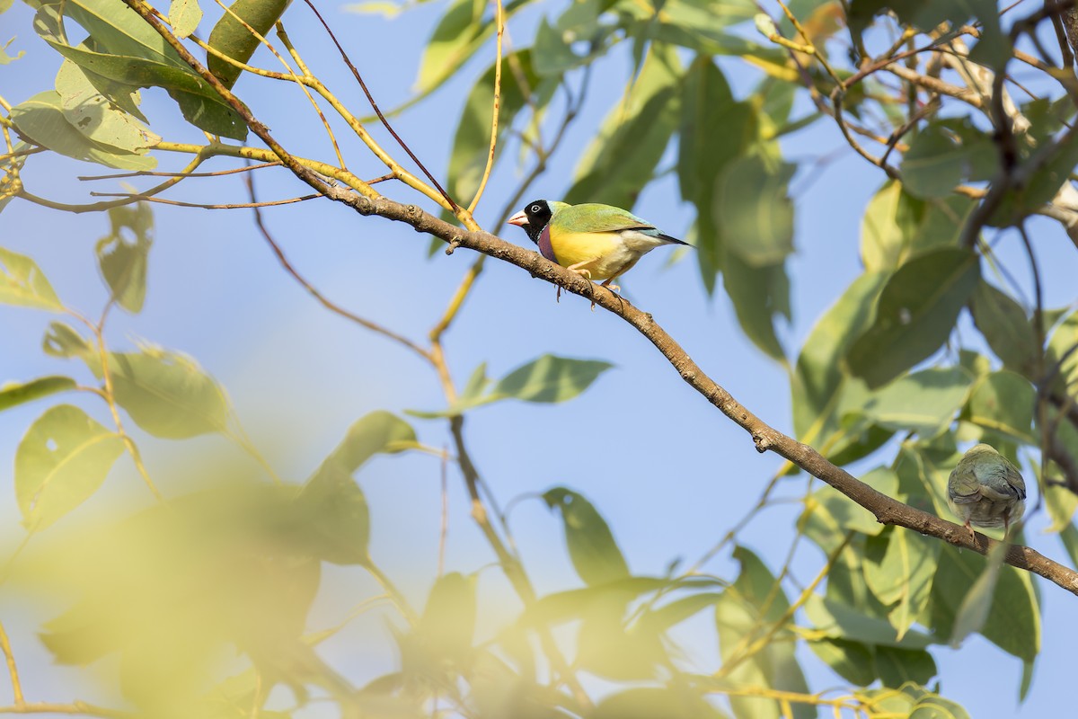 Gouldian Finch - ML637240057