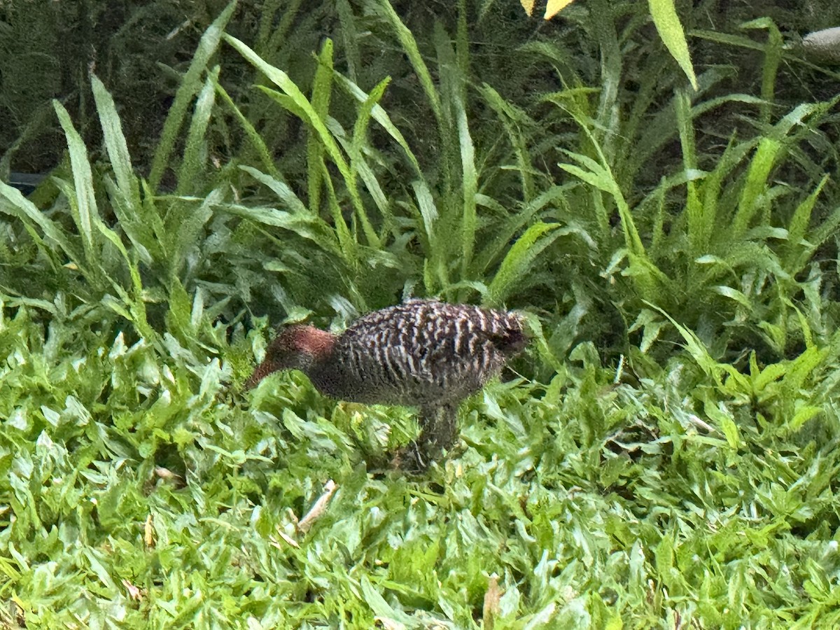 Slaty-breasted Rail - ML637240084