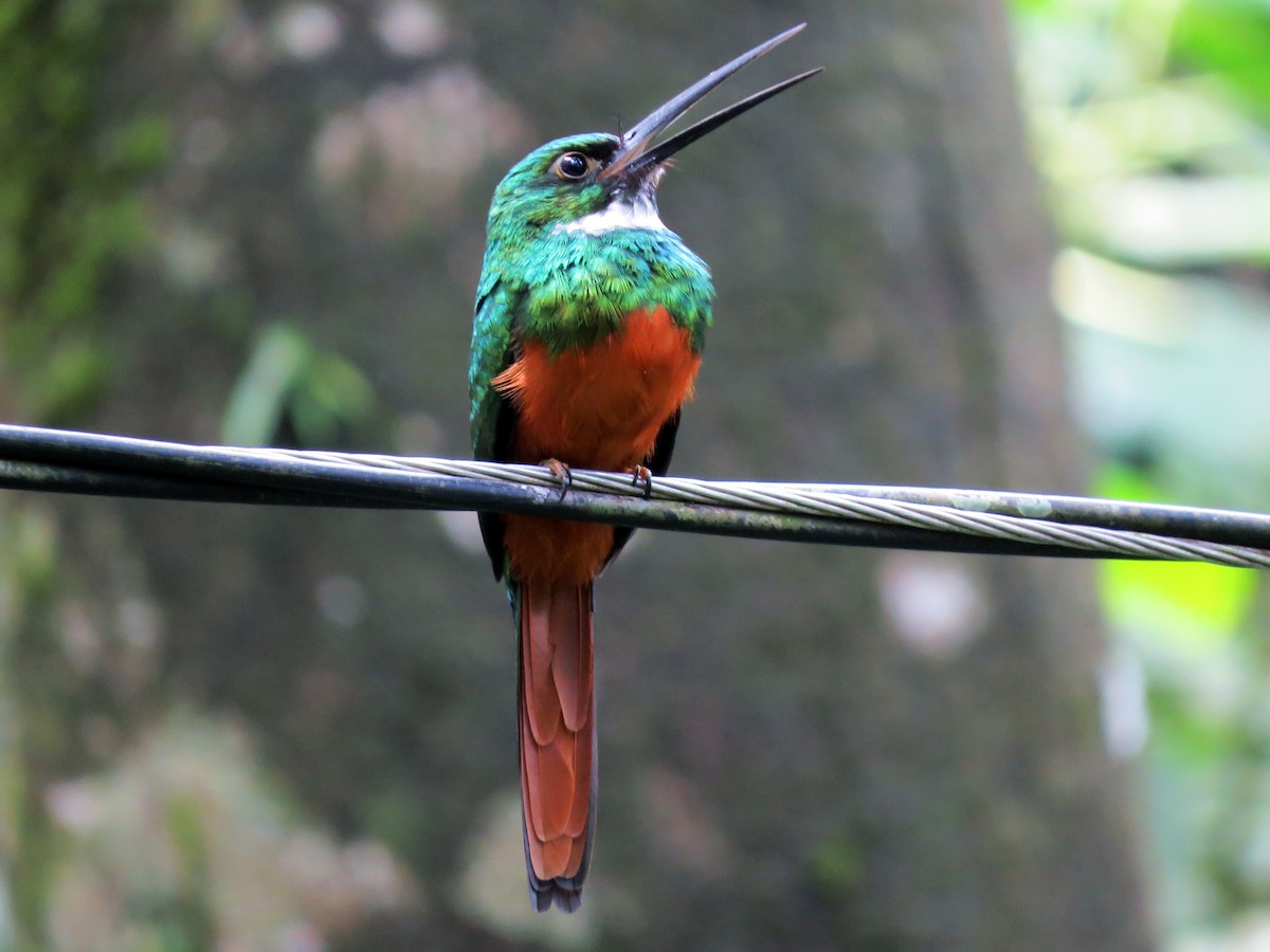 Rufous-tailed Jacamar - ML637240168