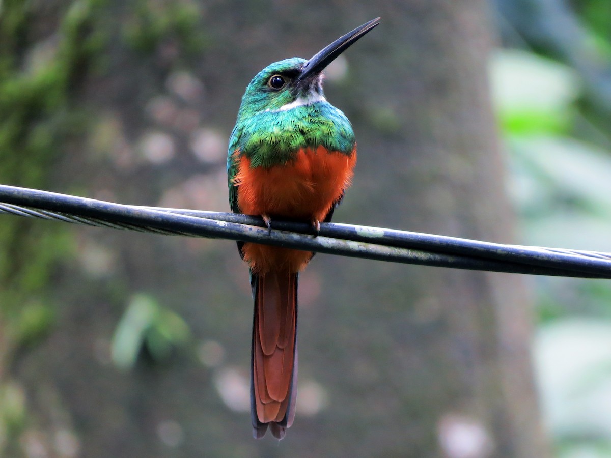 Rufous-tailed Jacamar - ML637240169