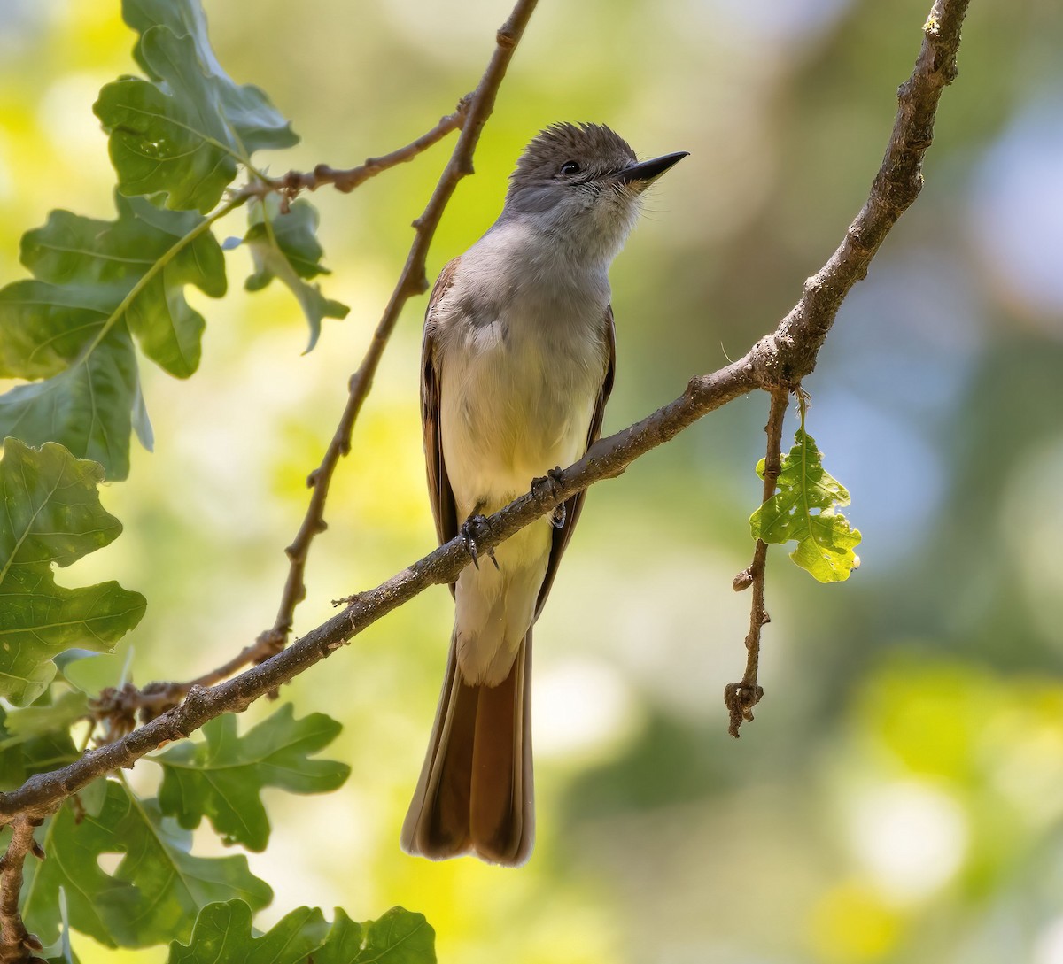 Ash-throated Flycatcher - ML637240259