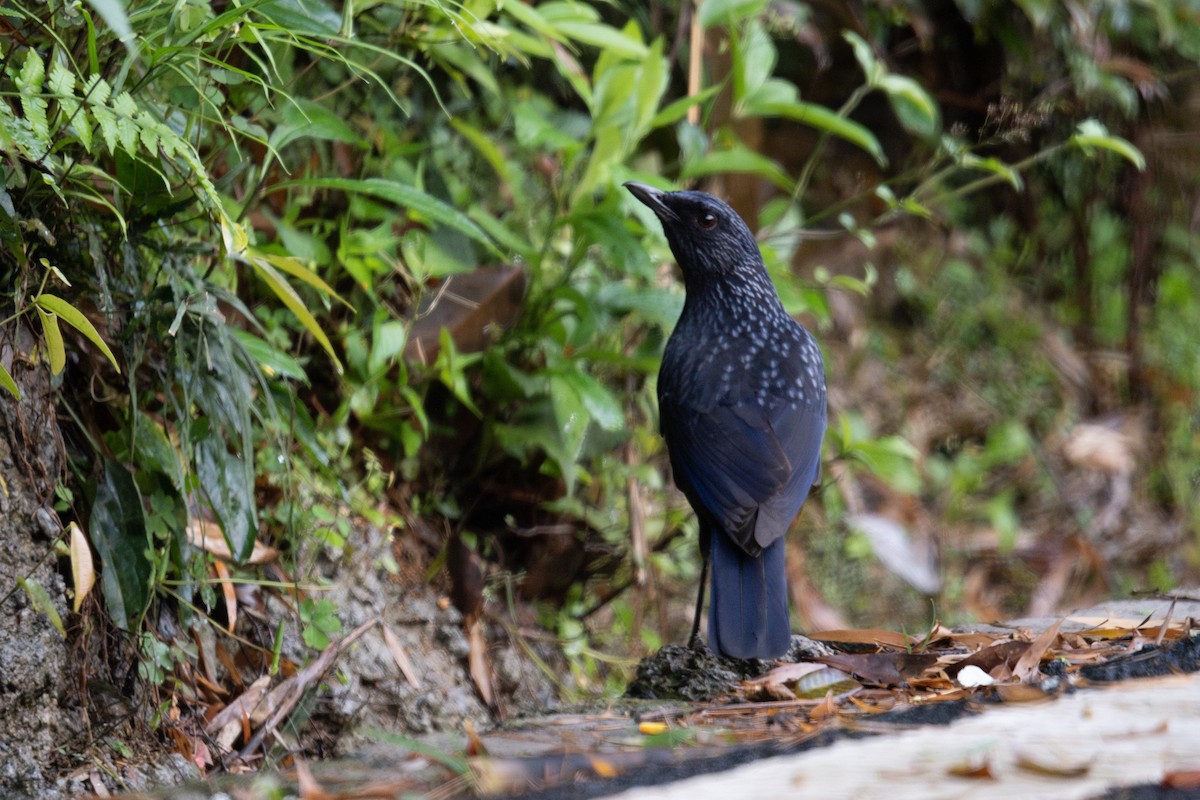Blue Whistling-Thrush (Black-billed) - ML637240281