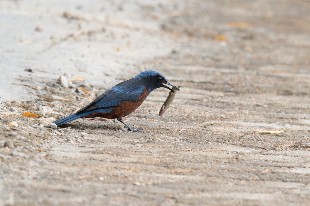 Chestnut-bellied Rock-Thrush - ML637240292