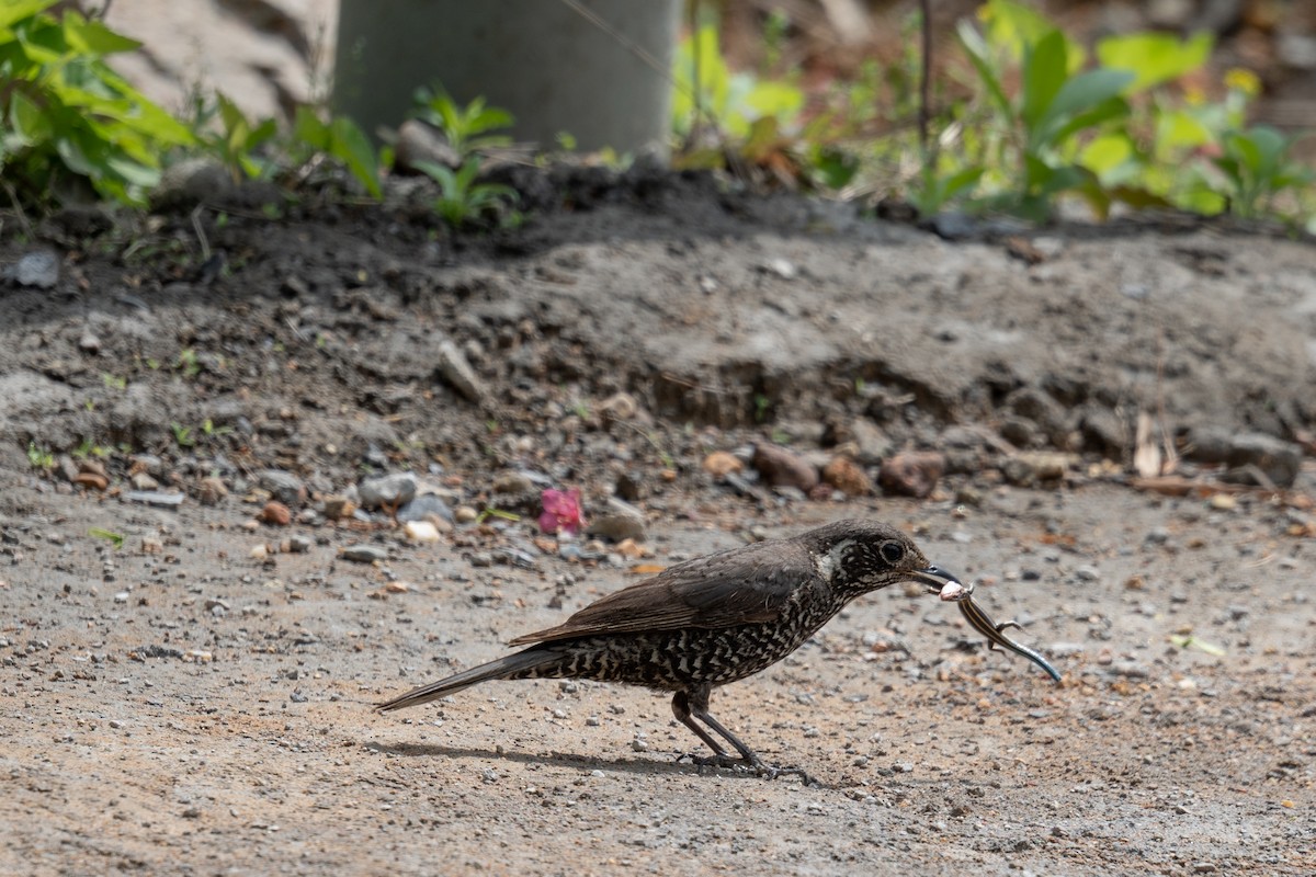 Chestnut-bellied Rock-Thrush - ML637240293