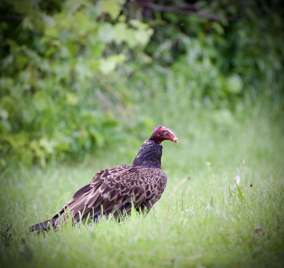 Turkey Vulture - ML637240327