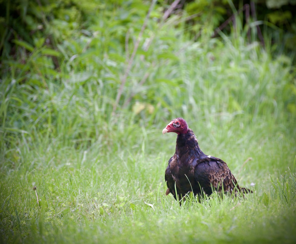 Turkey Vulture - ML637240328