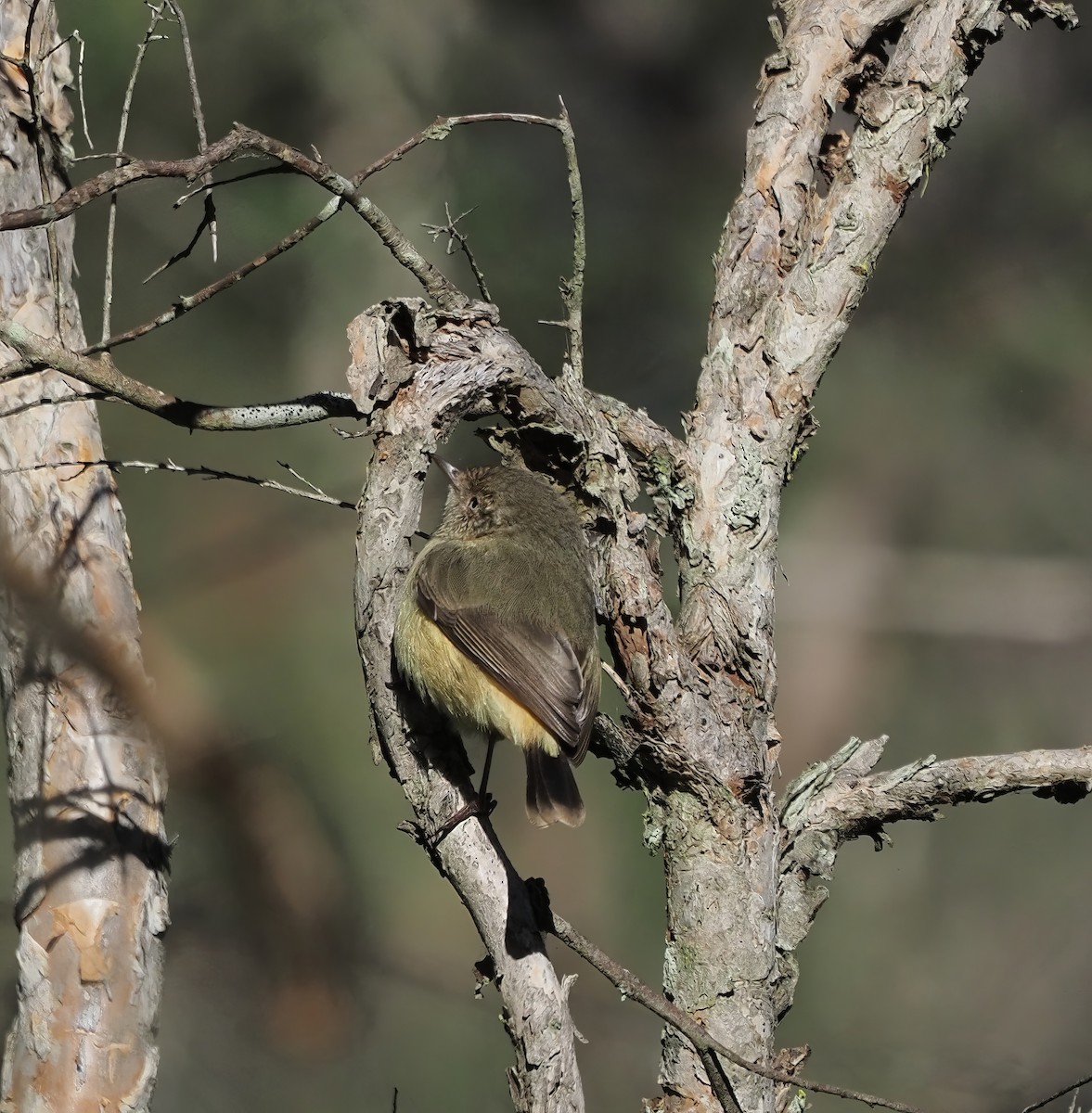 Buff-rumped Thornbill - ML637240422