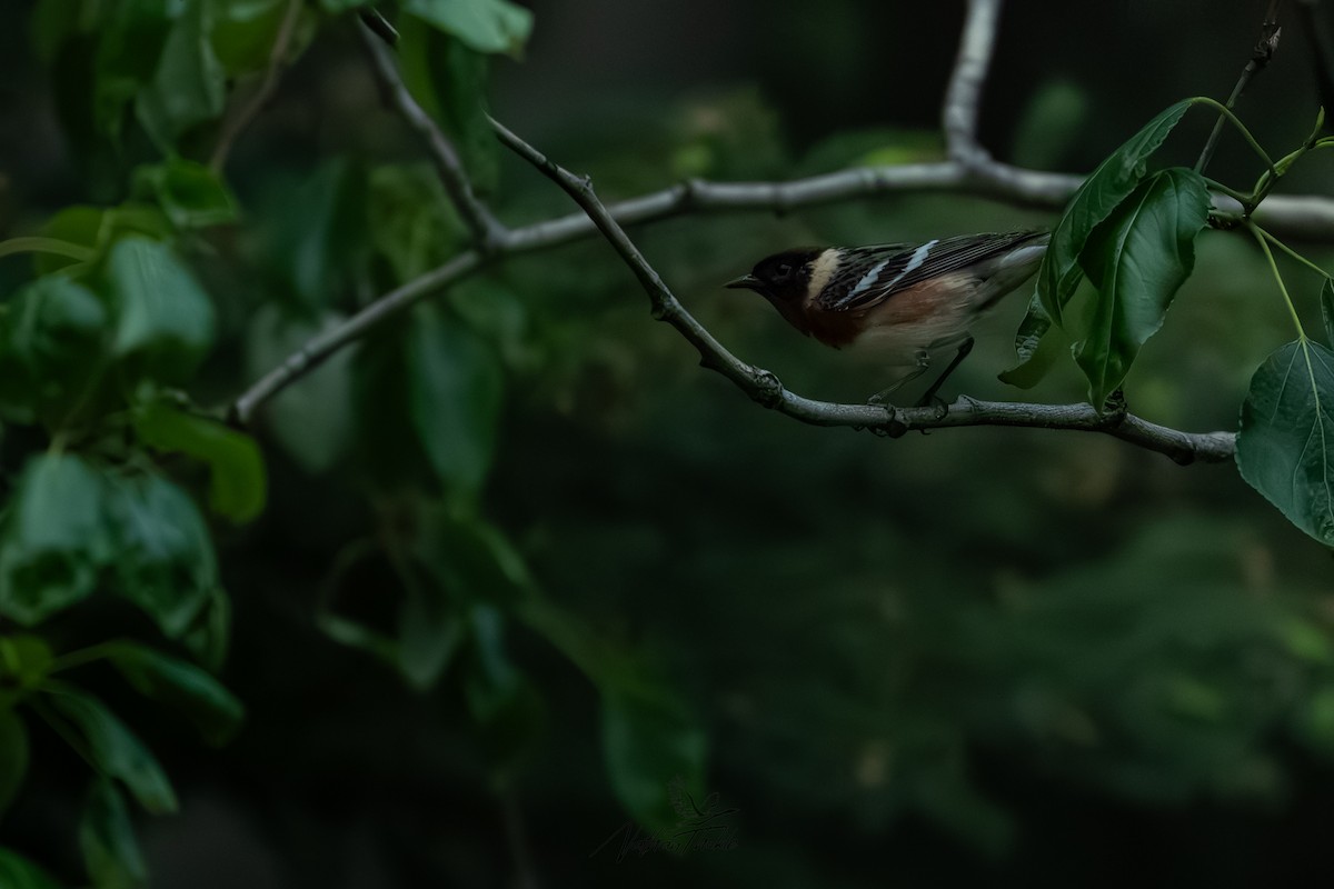 Bay-breasted Warbler - ML637240470