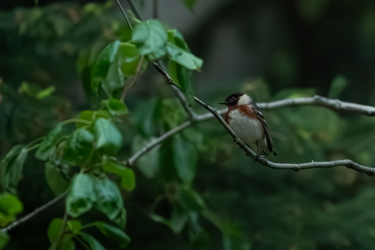 Bay-breasted Warbler - ML637240471
