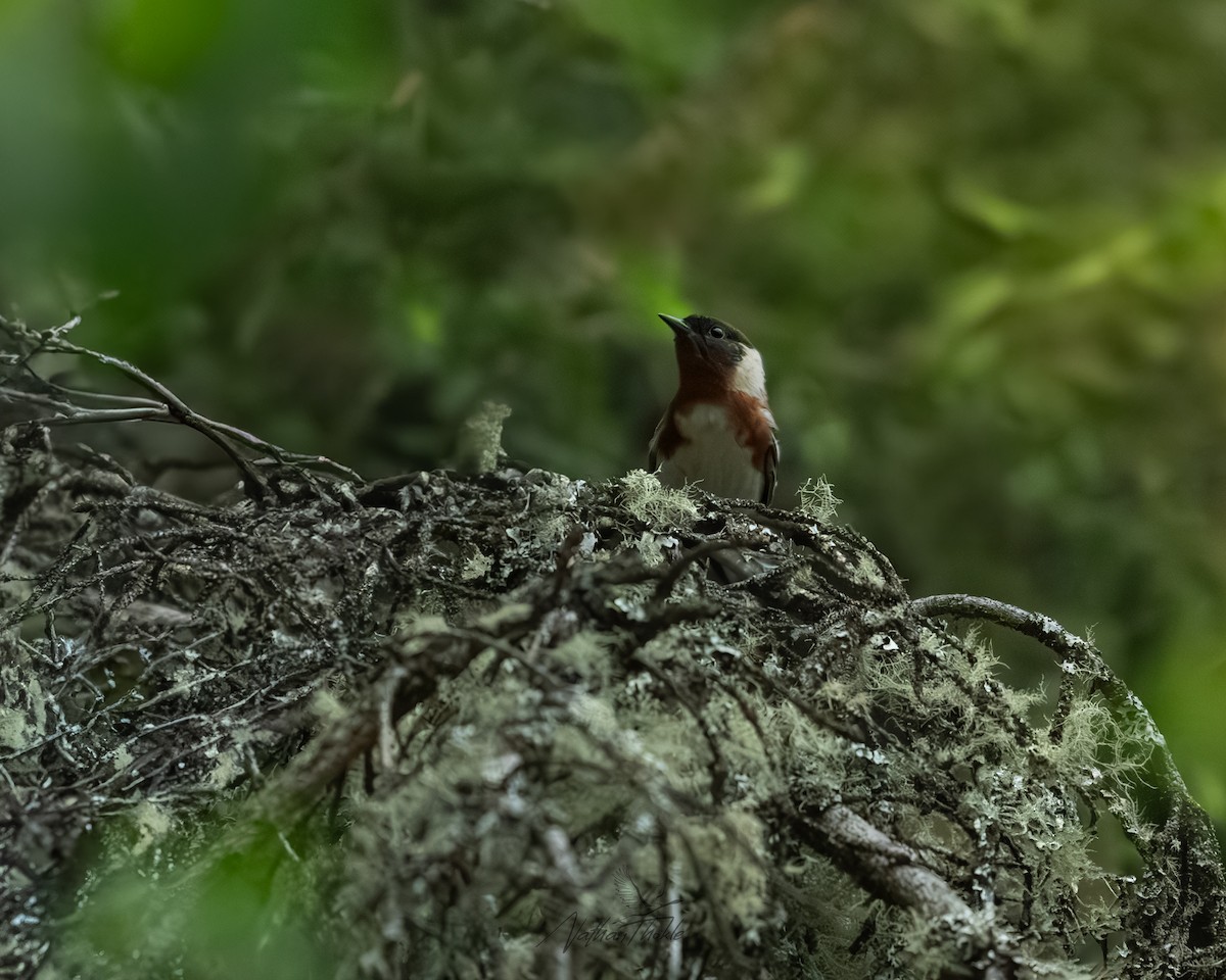 Bay-breasted Warbler - ML637240478