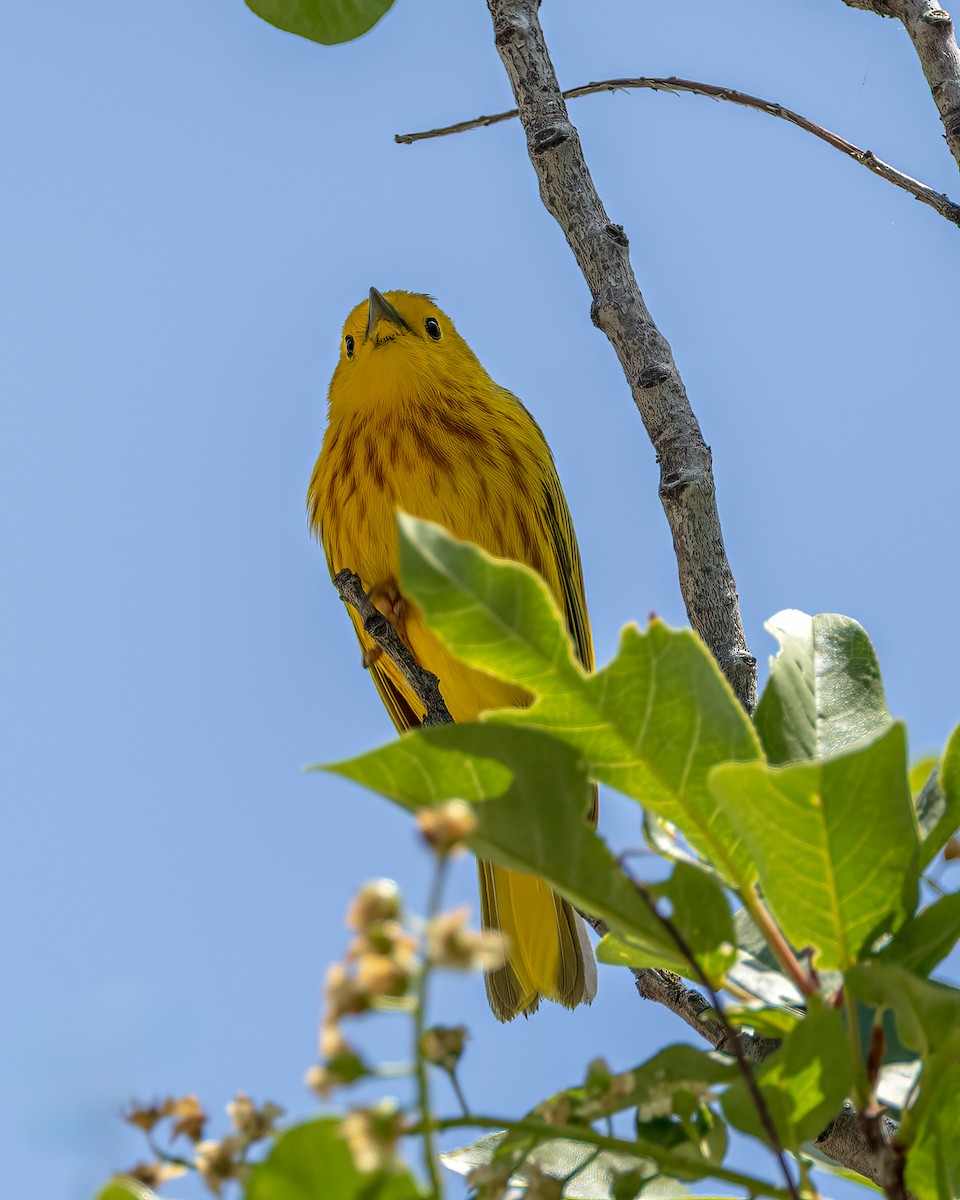 Northern Yellow Warbler - ML637240630