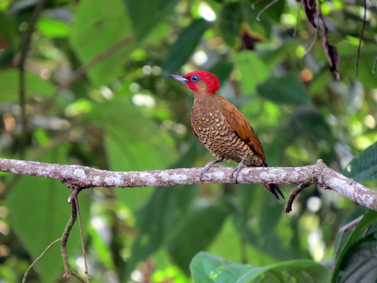 Rufous-winged Woodpecker - ML637240663
