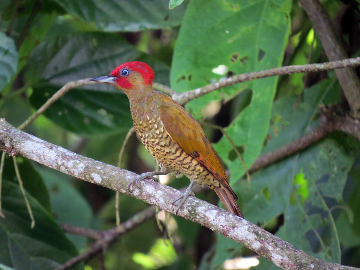 Rufous-winged Woodpecker - ML637240665